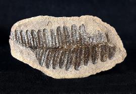 Neuropteris aff. fimbriata LESQUEREUX 1879 - Bild © FossNet FossilienStore